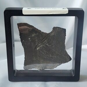 Unique Rare Carboniferous Coal‎ Era Fossil From World Famous Union Chaple Mines